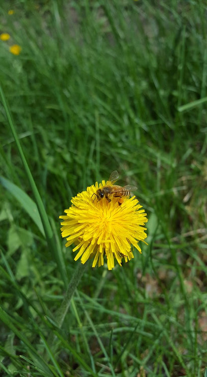 honeybee collecting bee pollen 
